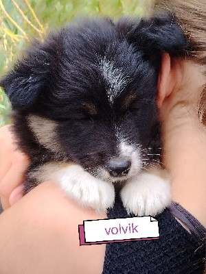 VOLVIK