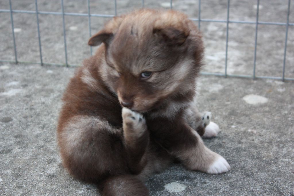 Opaali Hiekka - Chiots disponibles - Chien finnois de Laponie
