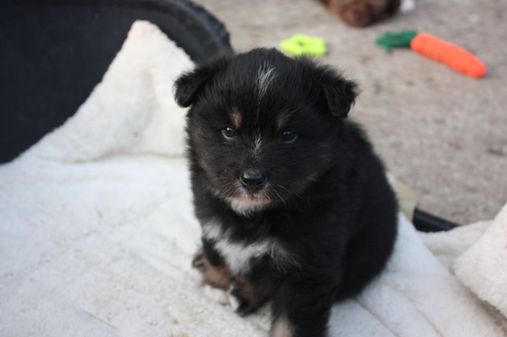Opaali Hiekka - Chiots disponibles - Chien finnois de Laponie