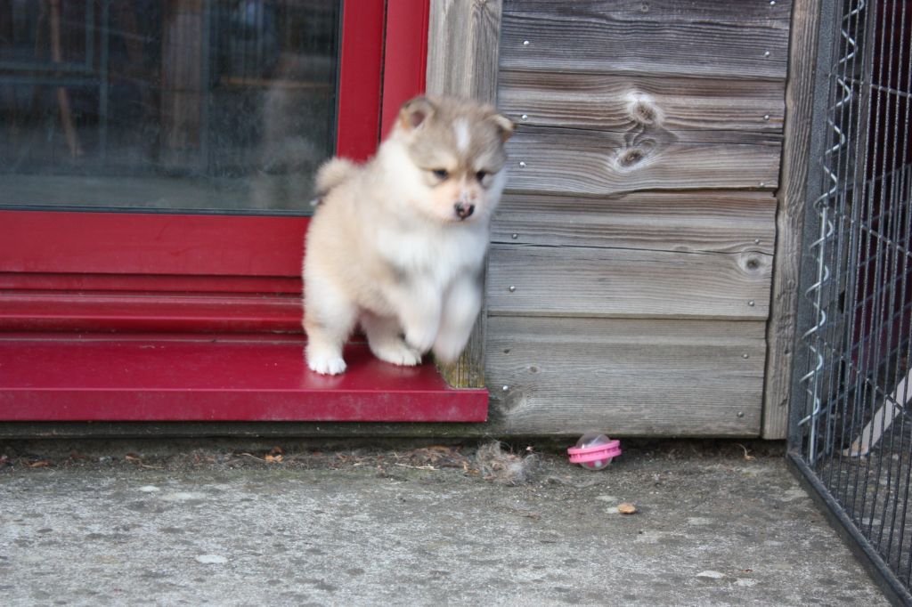 Opaali Hiekka - Chiots disponibles - Chien finnois de Laponie