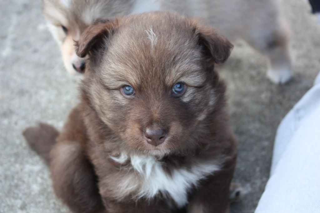 Opaali Hiekka - Chiots disponibles - Chien finnois de Laponie