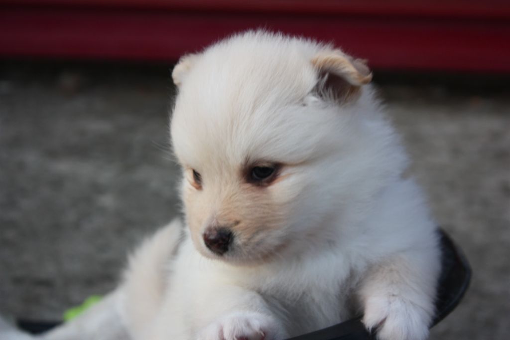 Opaali Hiekka - Chiots disponibles - Chien finnois de Laponie