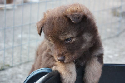 Aska