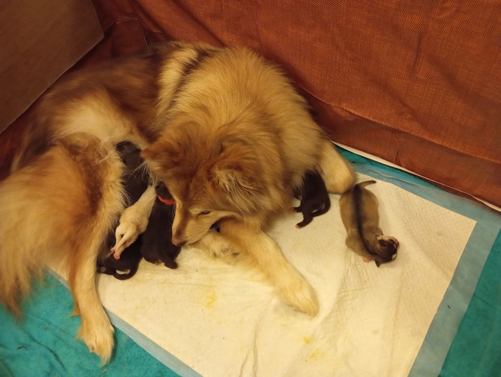 Chiot Chien finnois de Laponie Opaali Hiekka