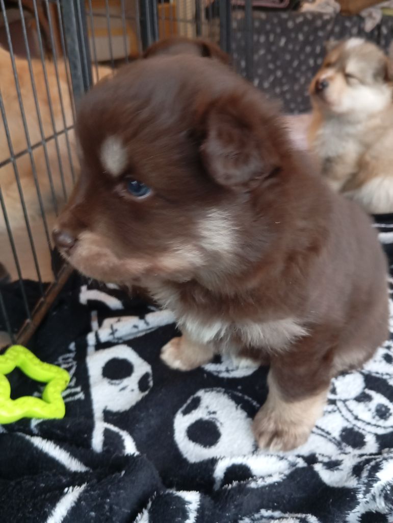 Opaali Hiekka - Chiots disponibles - Chien finnois de Laponie